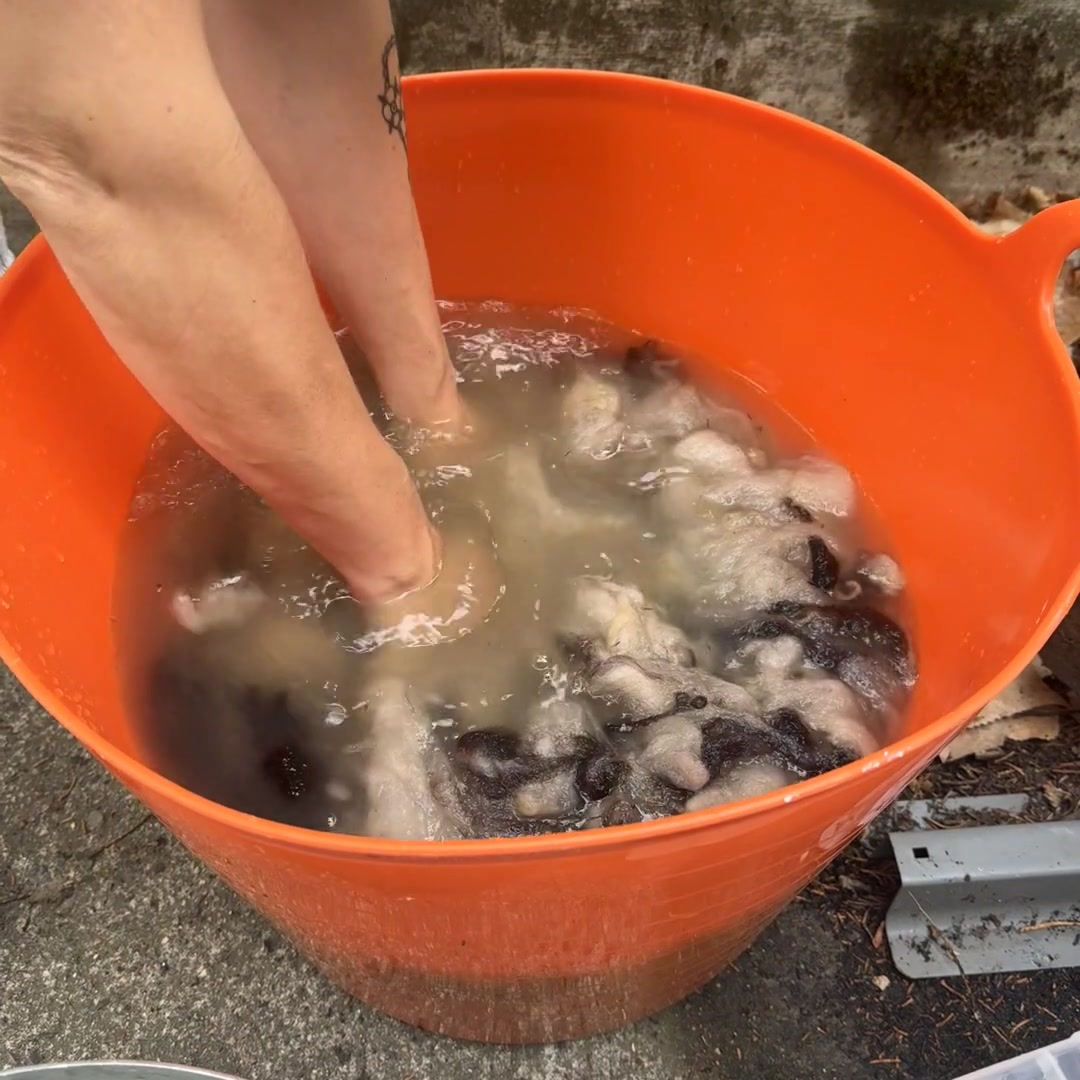 Workshop – Preparing Raw Fleece – Thursday 24 – Saturday 26 September 2026